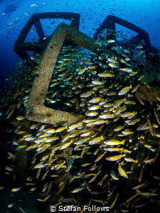 The Tower. Big Eye Snapper - Lutjanus lutjanus. Sail Rock... by Stefan Follows 